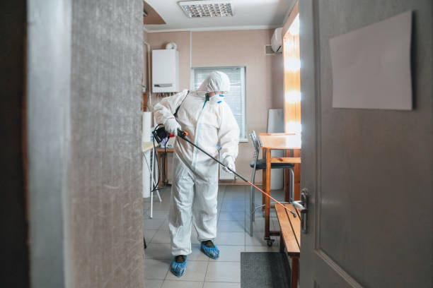 Best Basement Mold Removal  in Pleasant Prairie, WI