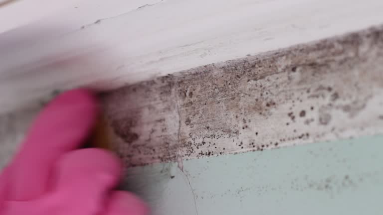 Best Commercial Mold Inspection  in Pleasant Prairie, WI